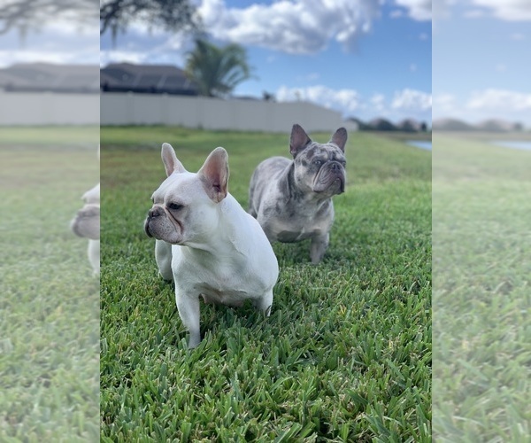 Medium Photo #1  Breeder Profile in LOGANVILLE, GA, USA