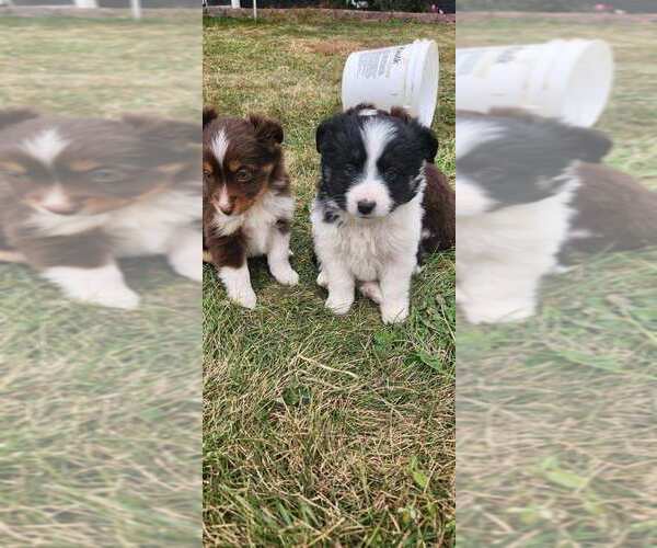 Medium Photo #3  Breeder Profile in LORIMOR, IA, USA