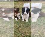 Small #2 Breeder Profile image
