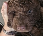 Small #20 Breeder Profile image