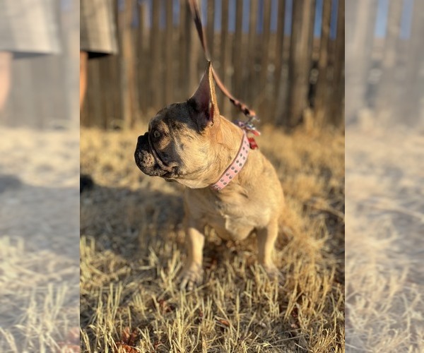 Medium Photo #1  Breeder Profile in HESPERIA, CA, USA