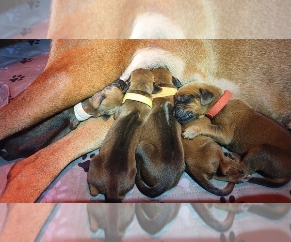 Medium Photo #18  Breeder Profile in ONEIDA, TN, USA