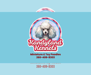 Poodle (Toy) Dog Breeder near HOAGLAND, IN, USA