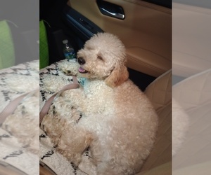 Poodle (Toy) Dog Breeder near SOUTHAMPTON, PA, USA