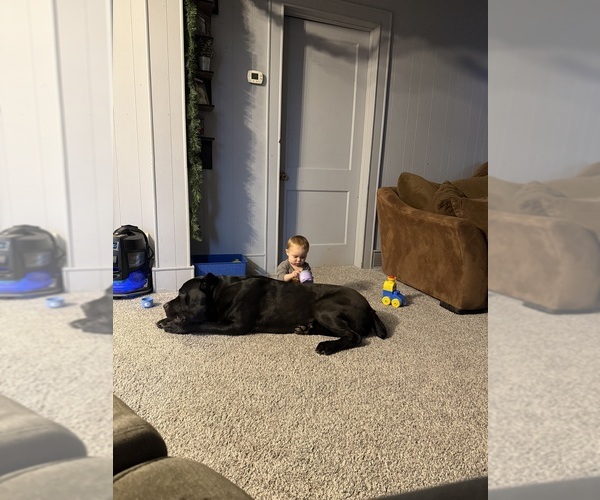 Medium Photo #15  Breeder Profile in STUART, IA, USA