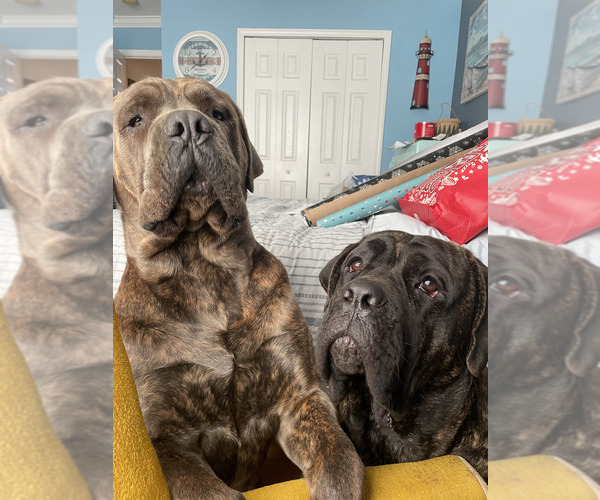 Medium Photo #1  Breeder Profile in POWELL, TN, USA