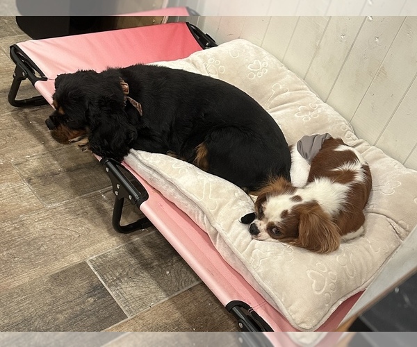 Medium Photo #20  Breeder Profile in WAXAHACHIE, TX, USA