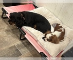 Small Photo #20  Breeder Profile in WAXAHACHIE, TX, USA
