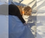 Small #5 Breeder Profile image