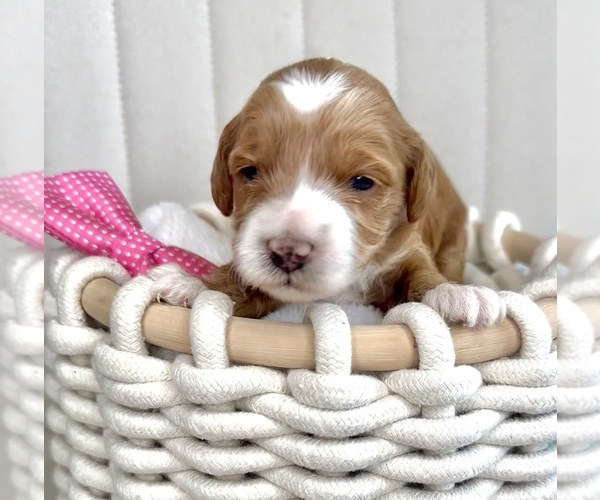 Medium Photo #22  Breeder Profile in BAKERSFIELD, CA, USA