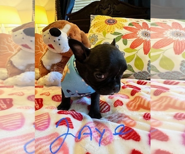 Medium Photo #6  Breeder Profile in Fresno, CA, USA