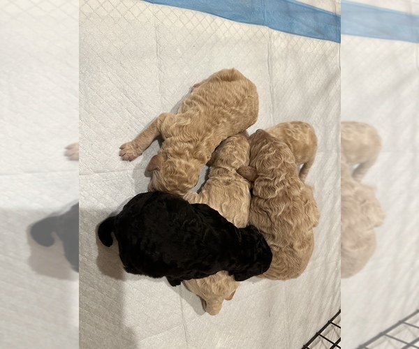 Medium Photo #1  Breeder Profile in GARDEN GROVE, CA, USA