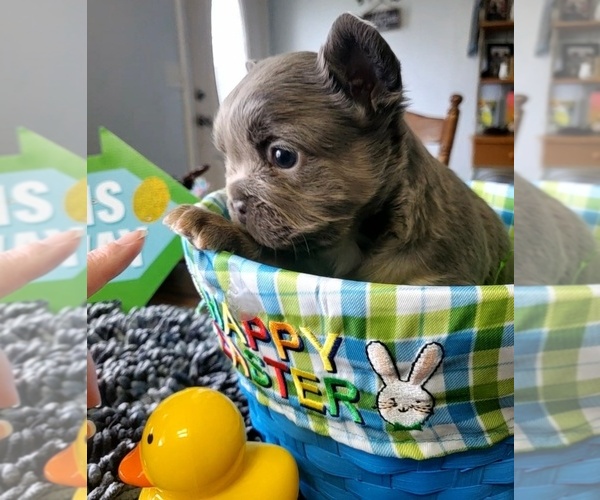 Medium Photo #6  Breeder Profile in BOSTON, KY, USA