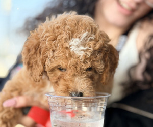 Goldendoodle (Miniature) Dog Breeder near BENTONVILLE, AR, USA