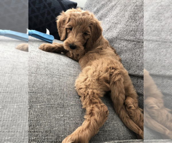 Medium Photo #25  Breeder Profile in BALDWIN HILLS, CA, USA
