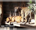 Small Photo #29  Breeder Profile in TOMBALL, TX, USA