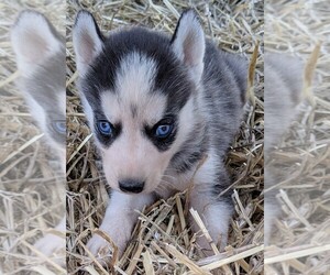 Siberian Husky Dog Breeder near ADAMS COUNTY, OH, USA