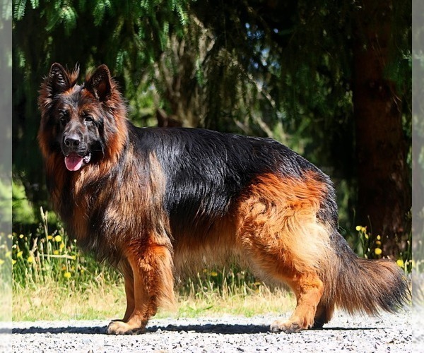 Medium Photo #4  Breeder Profile in VANCOUVER, WA, USA