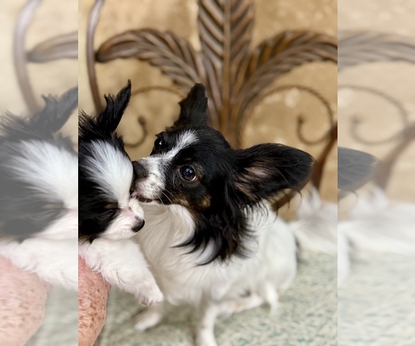 Medium Photo #2  Breeder Profile in NAPLES, FL, USA