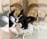 Small #1 Breeder Profile image