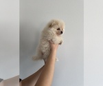 Small #2 Breeder Profile image