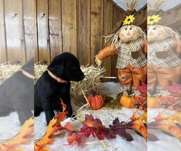 Medium Photo #73  Breeder Profile in NEOLA, WV, USA