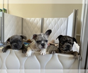 French Bulldog Dog Breeder near DOYLESTOWN, PA, USA
