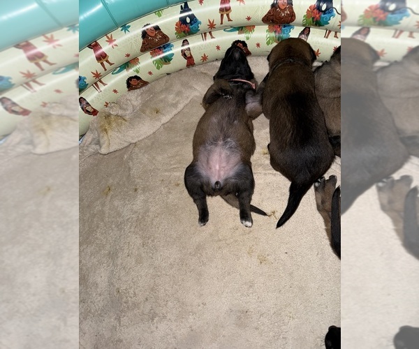 Medium Photo #9  Breeder Profile in JACKSONVILLE, FL, USA