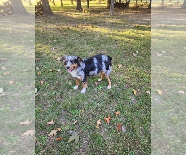 Medium Photo #1  Breeder Profile in GREENFIELD, MO, USA