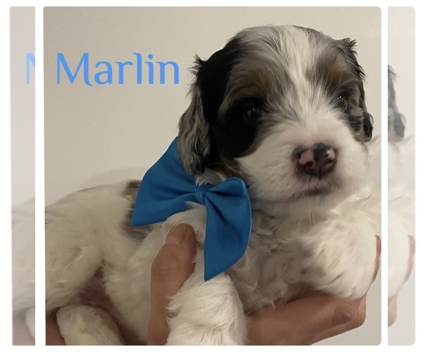 Medium Photo #6  Breeder Profile in ATCO, NJ, USA