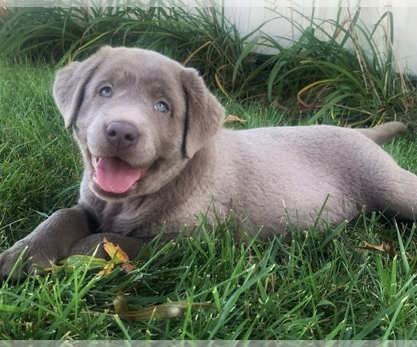 Medium Photo #1  Breeder Profile in ALBANY, MO, USA