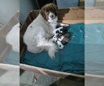 Small breeder photo