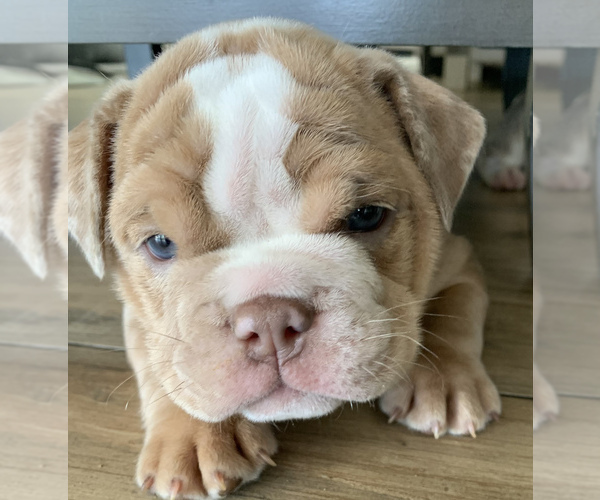Medium Photo #2  Breeder Profile in MONTCLAIR, CA, USA