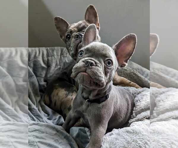 Medium Photo #1  Breeder Profile in CAPE CORAL, FL, USA