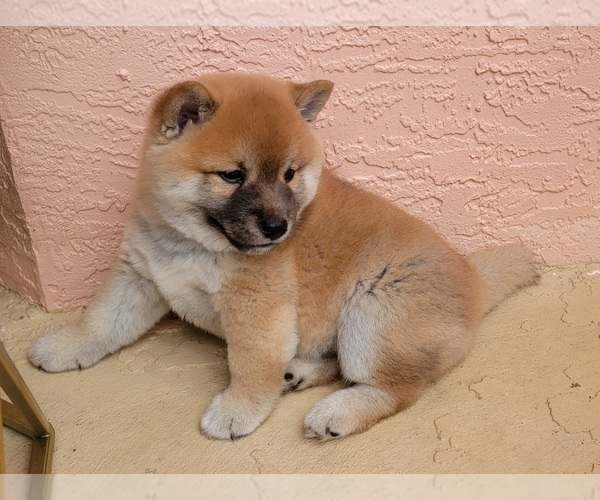 Medium Photo #1  Breeder Profile in WELLINGTON, FL, USA