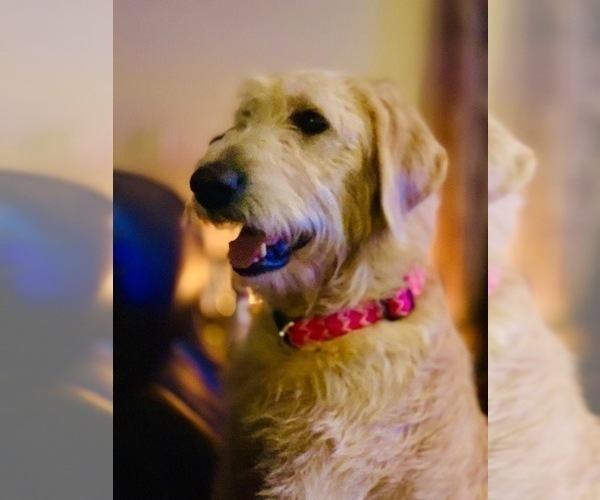 Medium Photo #5  Breeder Profile in PAW PAW, MI, USA