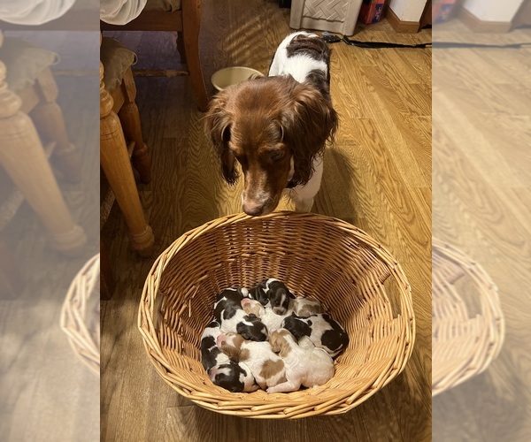 Medium Photo #1  Breeder Profile in BIG LAKE, MN, USA