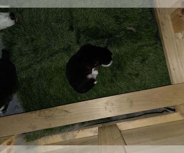 Medium Photo #36  Breeder Profile in ALTON, IL, USA
