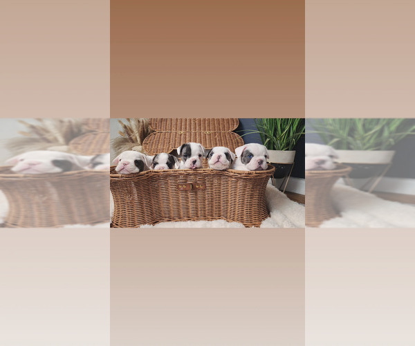 Medium Photo #1  Breeder Profile in SACRAMENTO, CA, USA