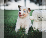 Small #5 Breeder Profile image
