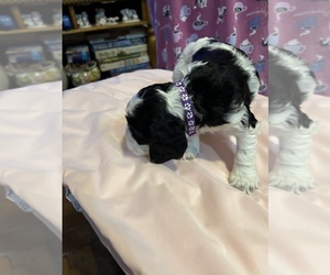 Cocker Spaniel Dog Breeder in JOPLIN,  USA