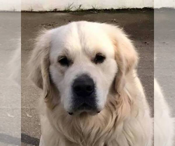 Medium Photo #6  Breeder Profile in JEFFERSON, GA, USA