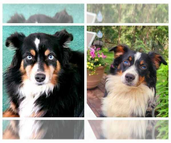 Medium Photo #7  Breeder Profile in GOLD HILL, OR, USA