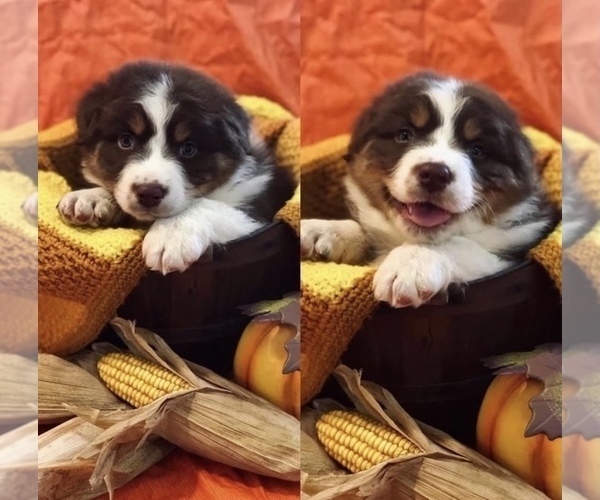 Medium Photo #1  Breeder Profile in SPRINGFIELD, MN, USA