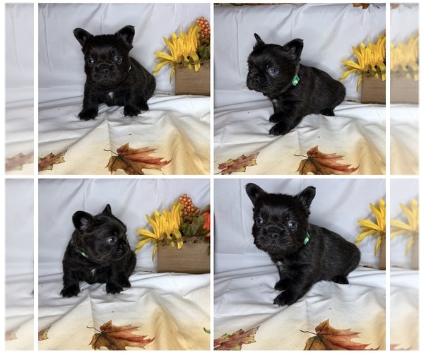 Medium Photo #4  Breeder Profile in LEBANON, MO, USA