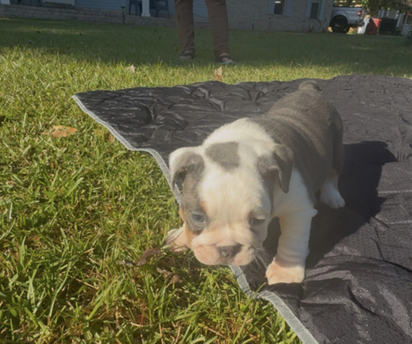 Medium Photo #14  Breeder Profile in PACE, FL, USA