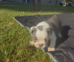 Small #13 Breeder Profile image