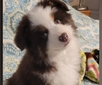 Small #15 Breeder Profile image