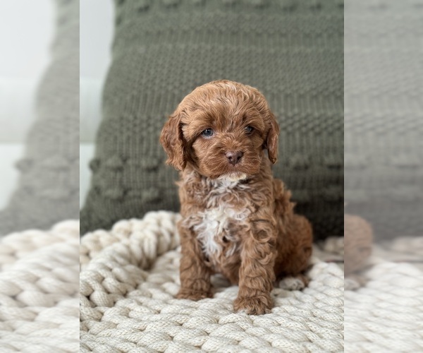 Medium Photo #2  Breeder Profile in MONTPELIER, VA, USA