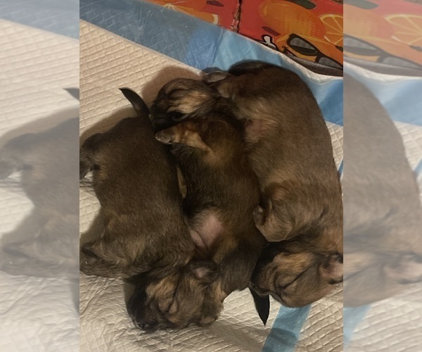 Medium Photo #4  Breeder Profile in UPPR MARLBORO, MD, USA